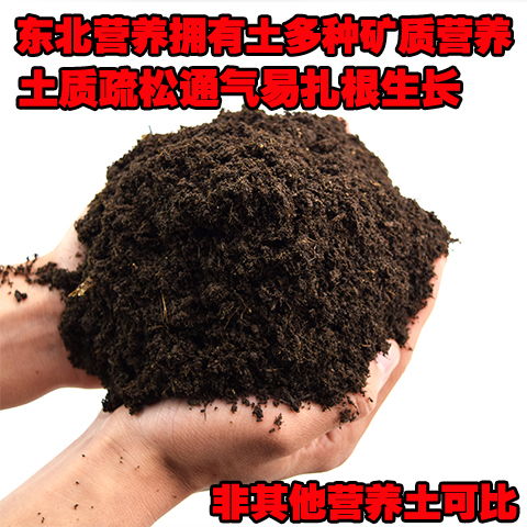 播種專用泥炭土多肉植物多肉花土營養(yǎng)土培養(yǎng)配方土壤已