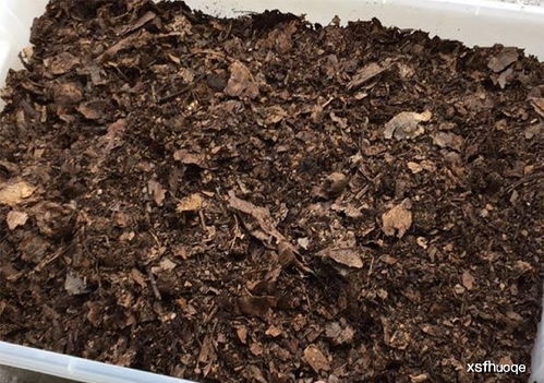 養(yǎng)花就選這土,不爛根,不黃葉,夏天也能蹭蹭爆盆 花卉