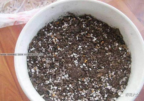 圖解 養(yǎng)花舊土加點(diǎn)它 賽過營養(yǎng)土 圖片
