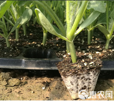 育苗基質泥炭土椰糠緩釋肥蔬菜育苗家庭園藝瓜果培育通用型