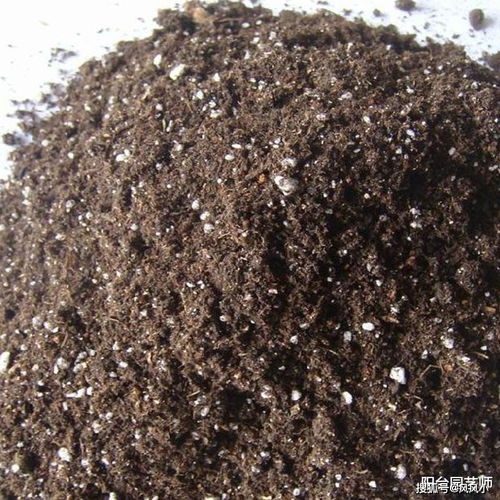 長壽花換盆兩大誤區,好方法可以有效避免