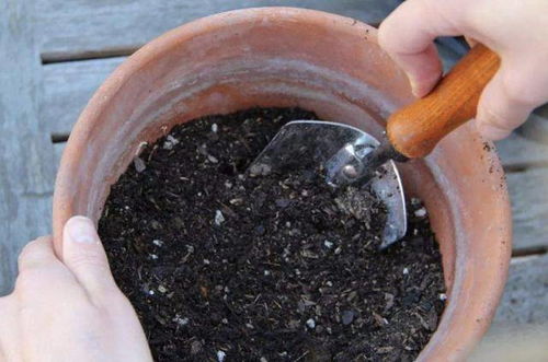 土壤有 蟲卵 ,3個 小步驟 做好,土壤變干凈,花卉不爛根 種植