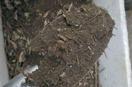 在家自制營養土,松軟透氣養分足,輕松養好各種花