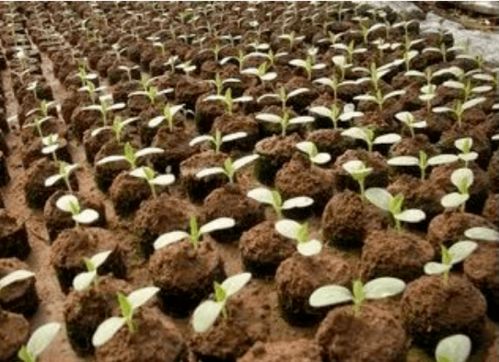 有機肥作為基肥 追肥 育苗肥及營養土,應該怎么施用