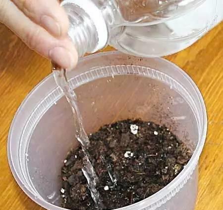 花友網上買土被快遞員笑話,為什么不自己制作營養土