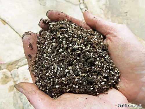 養花是用純基質,還是用菜園土,為啥不結合起來