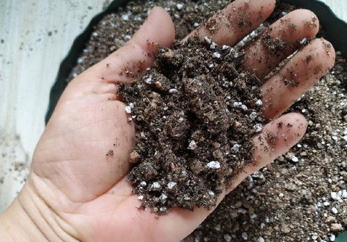 網購營養土,價格差異大,明白這幾點,不花冤枉錢