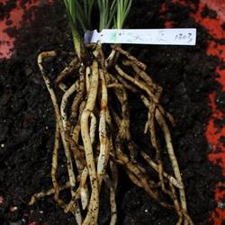 一香 牌天然有機營養土3包 老配方 粗