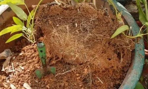 養花沒有營養土 將挖來的它簡單一處理,花草蹭蹭長爆盆