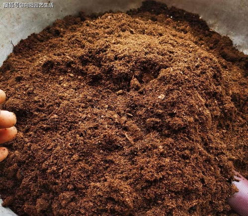 養多肉,要用對土,好的多肉養多肉,事半功倍,發根速度更快