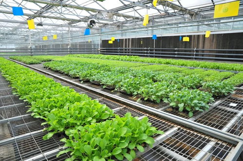 延慶區現代化育苗工廠科技助農 保障農產品穩定供應