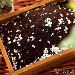 墊材五花八門,飼養半水龜用哪種最好