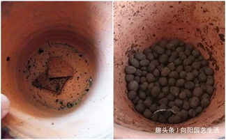 搭配營養土 疏松透氣養分高，養君子蘭最合適的秘訣