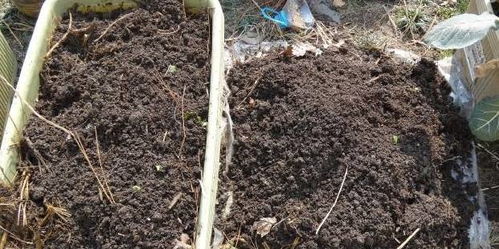 幾個小動作，讓貧瘠板結的舊土回魂，勝過高價營養土