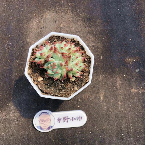 精控精品多肉推薦 搭配營養土，共賞自然之美