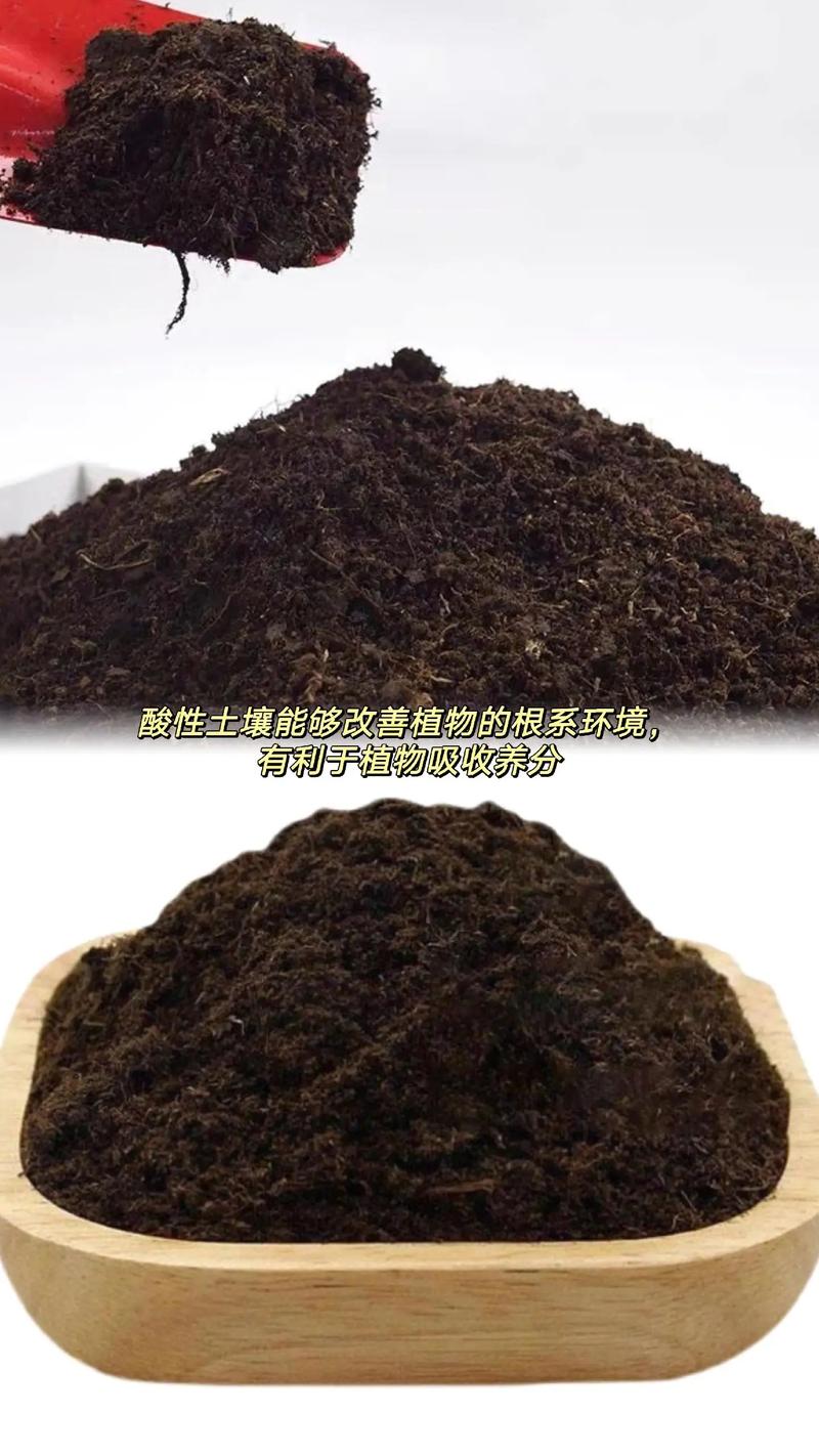 金錢樹專用營養土 打造室內綠意盎然的健康基石